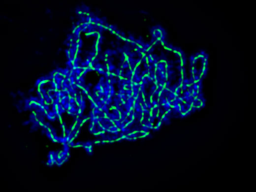 Meiotische Chromosomen der Ackerschmalwand (Arabidopsis thaliana), die als Modellorganismus in der Genetik dient. Um die DNA und assoziierte Proteine sichtbar zu machen, wurden ein Farbstoff und fluoreszierende Antikörper eingesetzt. Die DNA ist blau gefärbt, ein spezielles meiotisches Protein grün.