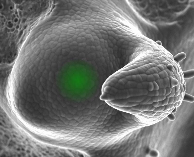 Rasterelektronische Aufnahme der Spitze eines Tomatensprosses. Die «Stammzellen-Nische» ist grün eingefärbt. Unterhalb der Spitze formt sich rechts ein junges Blatt. 