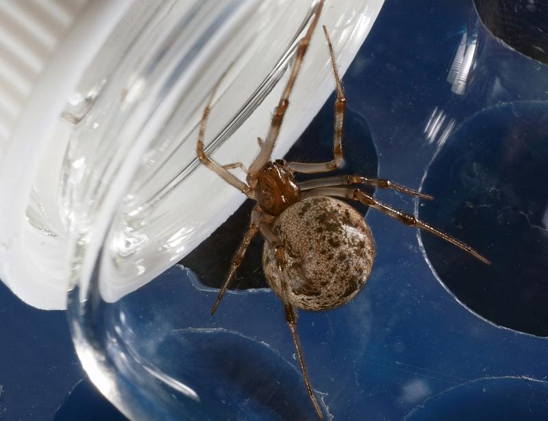 Als Untersuchungsobjekt haben die Wissenschaftler die heimische Gewächshausspinne (Achaearanea tepidariorum) ausgewählt.