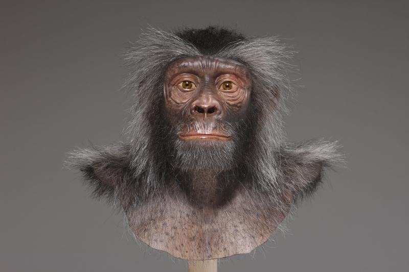 Sahelanthropus tchadensis © Atelier Wildlife Art für Hessisches Landesmuseum Darmstadt 