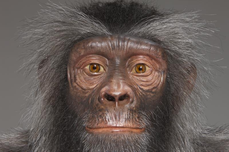 Sahelanthropus tchadensis © Atelier Wildlife Art für Hessisches Landesmuseum Darmstadt 