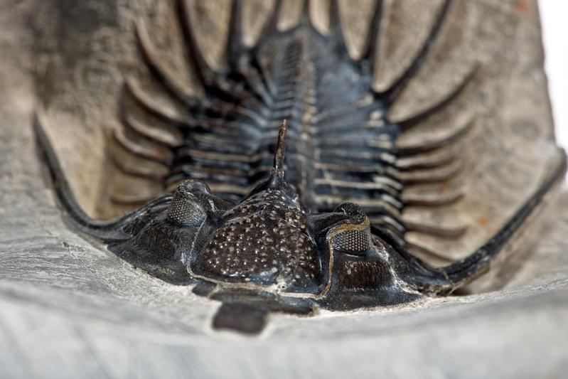 Trilobit