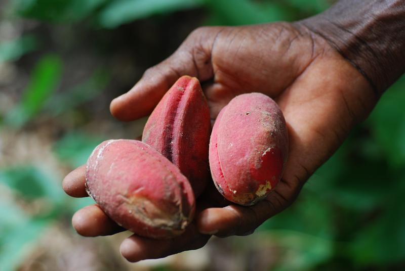 So sieht die Frucht des Kolabaums, die so genannte Kolanuss aus