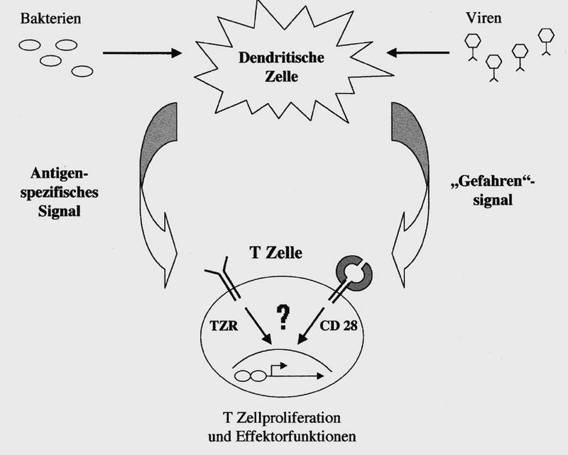 Mit zwei verschiedenen Signalen informieren die dendritischen Zellen des Immunsystems die T-Zellen über den Angriff von Bakterien oder Viren. Wie die T-Zellen diese Signale verarbeiten, wird in Würzburg erforscht. TZR=T-Zell-Rezeptor. Grafik: Lühder