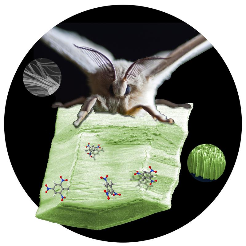 Illustration für Angewandte Chemie, Bombyx Muri und nanostrukturierter Mikrocantilever