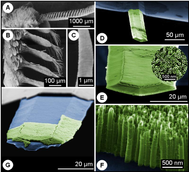 A,B,C,Sensoren eines Seidenspinners mit mikrometrischen Sensillen, D,E,F, nanostrukturierter Mikrocantiler