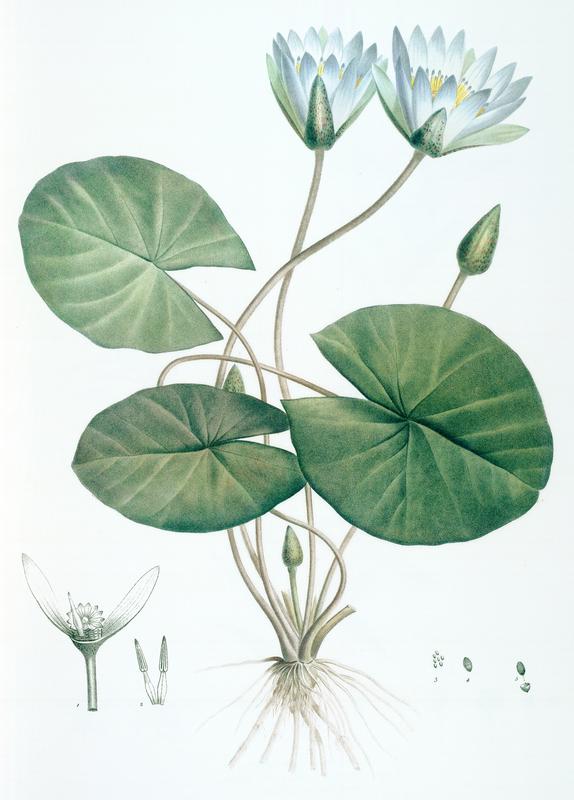 Tafel 06 des Werkes "Jardin de la Malmaison". Blaue ägyptische Seerose (Nymphaea caerulea), ursprünglich von Ägypten bis Ostafrika.