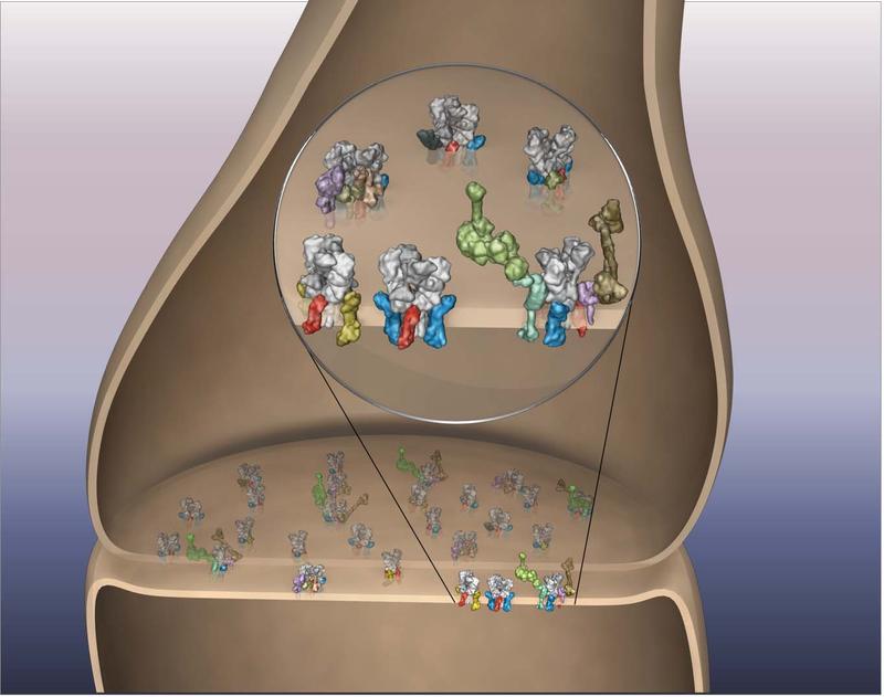 Spektrum von AMPA-Rezeptoren mit Untereinheiten am synaptischen Spalt