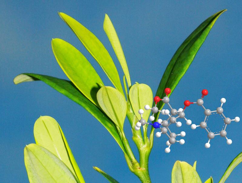 Coca plant (Erythroxylum coca) and the molecular structure of cocaine (grey: carbon, blue: nitrogen, red: oxygen, white: hydrogen). 