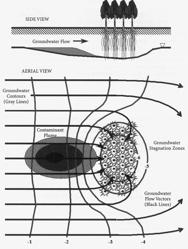 Schematische Darstellung zur Reinigung von Boden und Grundwasser durch Baumwurzeln 