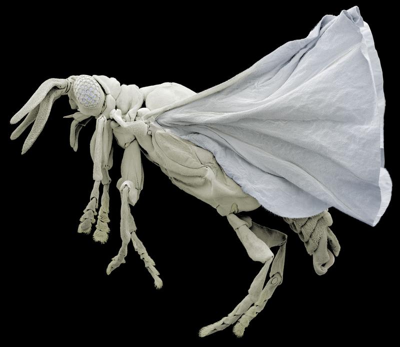Männchen des Fächerflüglers Xenos vesparum: der erste wissenschaftlich beschriebene Vertreter der Fächerflügler und Auslöser einer mehr als 200 Jahre lang währenden wissenschaftlichen Diskussion um den evolutionären Urspund dieser eigentümlichen Insektengruppe.  