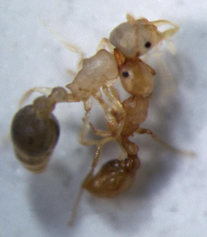 Ein älteres (dunkles) Ameisenmännchen der Art Cardiocondyla obscurior hält ein jüngeres (helles) Männchen im Kampf fest.