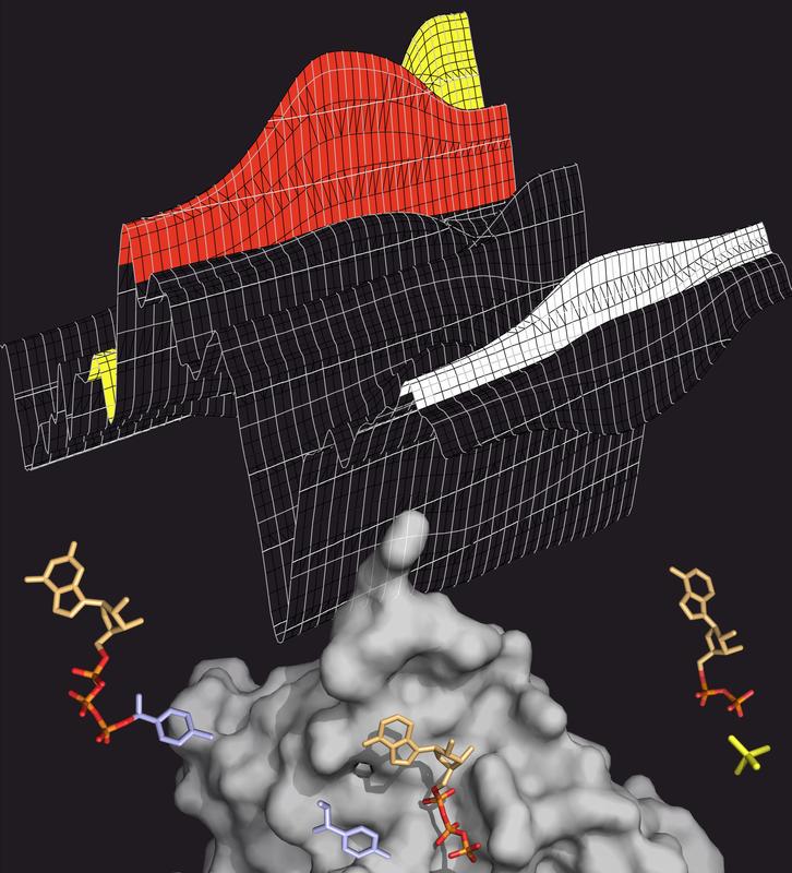 ATP-Spaltung: Das Transportprotein MsbA (grau) spaltet ATP (bunt), um Energie für den Transportprozess zu gewinnen. ATP besitzt drei Phosphatgruppen (orange-rot). Wird eine davon abgespalten (gelb), wird Energie frei. Den Spaltprozess kann man im Infrarot-Spektrum verfolgen (oben), in dem die verschiedenen ATP-Zwischenprodukte charakteristische Banden hinterlassen (rot: ATP, gelb: abgespaltenes Phosphat, weiß: Protein).