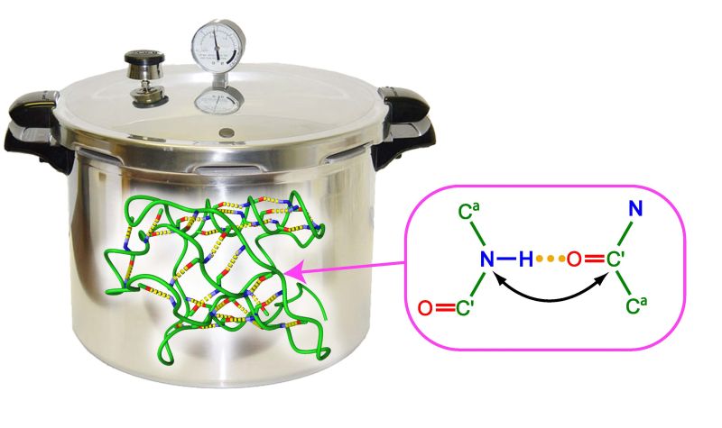 Illustration der Temperatur- und Druckabhängigkeit von Wasserstoffbrücken am Beispiel des Modellproteins Ubiquitin