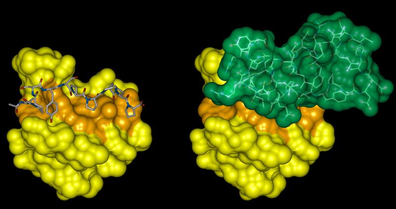 Mit Methoden der Bioinformatik unterstützt die Gruppe von Maria Teresa Pisabarro am Biotec der TU Dresden die Entwicklung von therapeutischen Wirkstoffen: Modell eines Wirkstoffs (grün), der an ein Protein (gelb) bindet, das an der Krebsentstehung beteiligt ist.