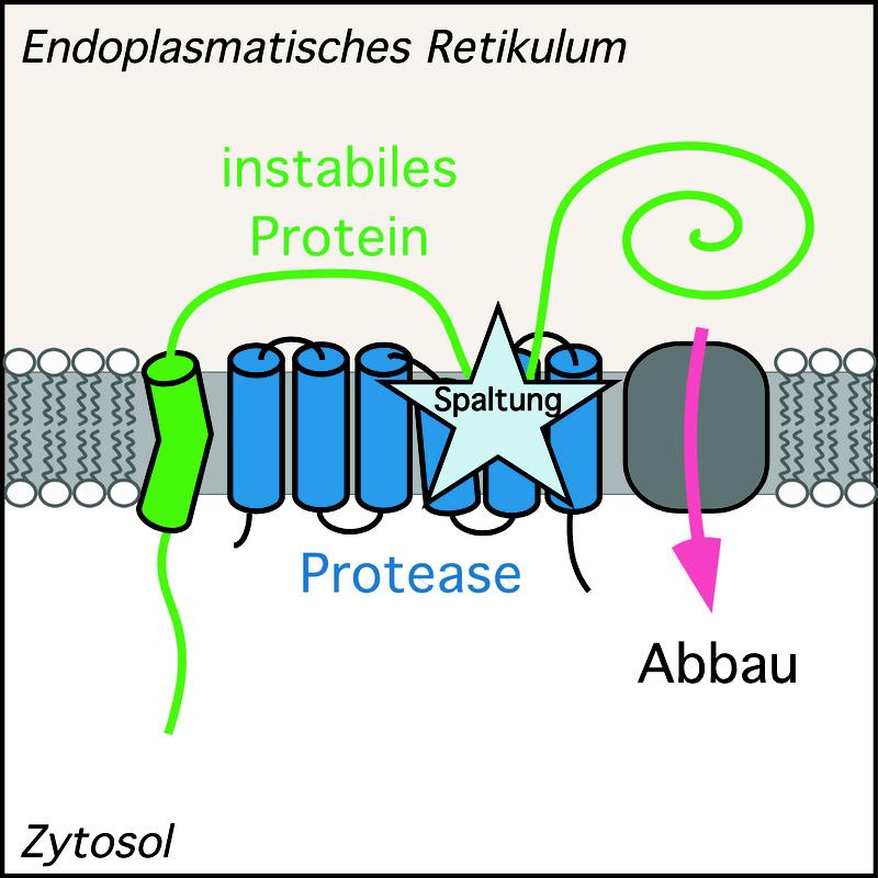 Die Rhomboid-Protease, die im ER vorkommt (blau), spaltet das fehlgefaltete Membranprotein (grün) innerhalb der Membran. Anschließend werden die Bestandteile ins Zytosol transportiert und dort durch das Ubiquitin-Proteasom-System weiter abgebaut.