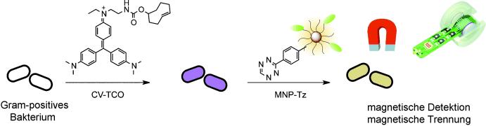 Ein neues Verfahren mit magnetischen Nanopartikeln ermöglicht die magnetische Detektion und Trennung von Gram-positiven Bakterien.