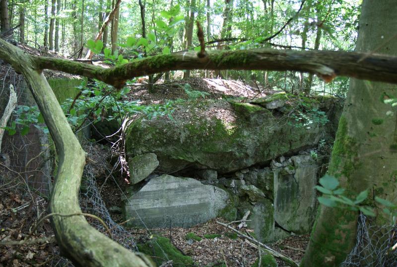 Die Bunkerruinen des ehemaligen "Westwalls" sind ideale Sommer- und Winterquatiere für Wildkatzen oder Fledermäuse. Die DBU fördert nun ein Projekt des BUND, Landesverband Rheinland-Pfalz e.V., das Denkmal- und Naturschutz vereinen soll.