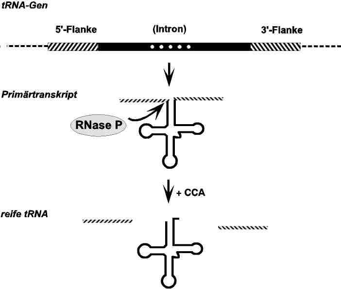 Bei der Synthese und Reifung der Transfer-RNA spielt das Ribozym RNAse P eine wichtige Rolle: Es entfernt überflüssige Teile (schraffiert) aus dem so genannten Primärtranskript und macht die Transfer-RNA dadurch erst funktionsfähig. Grafik: Schön