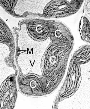 Elektronenmikroskopische Aufnahme einer Pflanzenzelle. Die runden bzw. ovalen Mitochondrien (M) sind um ein Vielfaches kleiner als die Chloroplasten (C). In der Mitte der Zelle erkennt man weiß eine große Vakuole (V). 4000fach. 