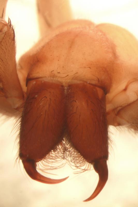 Vorderansicht von Sinopoda scurion – die Augen der Spinne fehlen vollständig