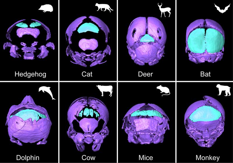 Figure 1: The interparietal (os interparietale) and tabular bones in different mammals. The interparietal-tabular complex is marked in light green (“tabular” corresponds to the lateral bone pair).