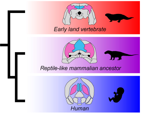 Figure 2: Evolution of the interparietal and tabular bone in early land vertebrae, reptile-like mammalian ancestors and humans. The blue-colored bone is the interparietal, the pink one the tabular bone.