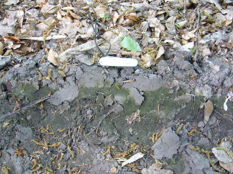 Typische Grünalgen-Bodenkruste in einem Waldgebiet der Schorfheide (Brandenburg)