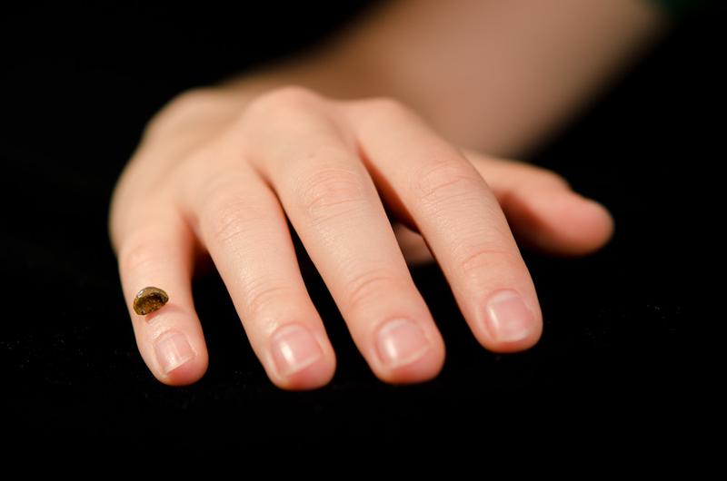 Replik des Fingerknochenfragments eines Denisova-Menschen auf einer menschlichen Hand.