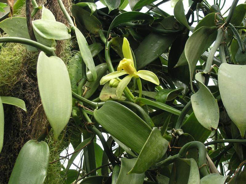 Die Blüte der Vanillepflanze