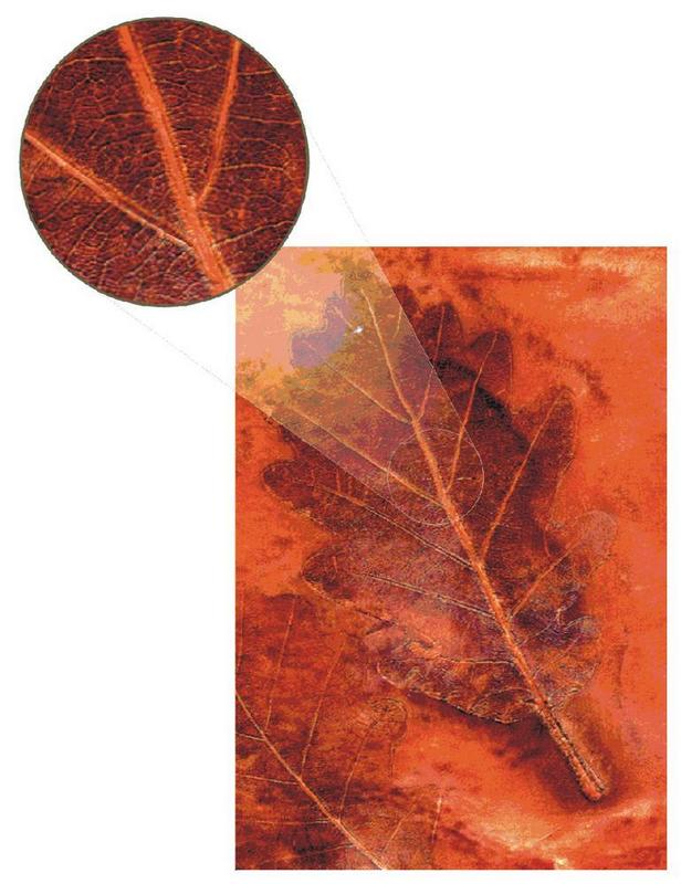 Die detailgetreue Struktur eines Eichenblattes, eingesprengt in eine Metalloberfläche. © Fraunhofer ICT