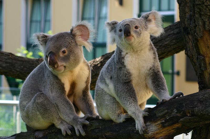 Koalas im Tiergarten Schönbrunn in Wien