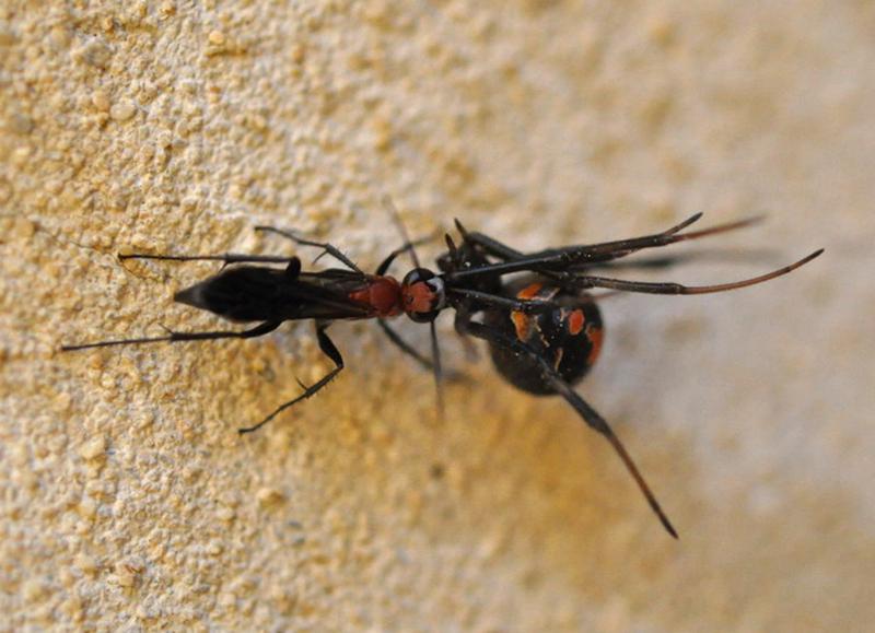 Agenioideus nigricornis (Hymenoptera: Pompilidae) erbeutet eine Rotrückenspinne (Latrodectus hasselti).