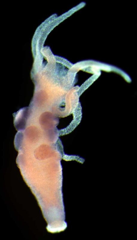 Der Süßwasserpolyp Hydra. In seinem Erbgut stießen Wissenschaftler auf den Hinweis, dass die sexuelle Fortpflanzung ein einmaliges Ereignis in der Evolution war.