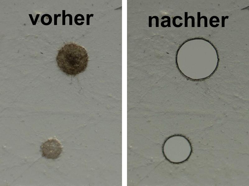 Laser-Mikrodissektion: Der Pilz Sordaria macrospora bildet runde junge Fruchtkörper (links).Nach der Laser-Mikrodissektion sieht man Löcher an den Stellen, an denen sich vorher die Fruchtkörper befanden (rechts).