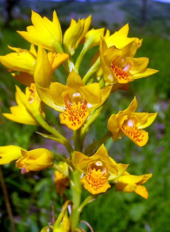Schön anzusehen – doch erst mit der Bestimmungshilfe weiß der Laie, dass es sich um die Orchidee Eulophia odontoglossa handelt. 