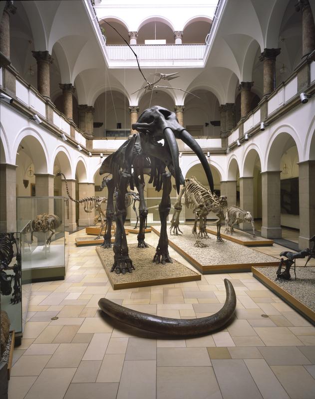 Gomphoterium im Lichthof des Paläontologischen Museums München