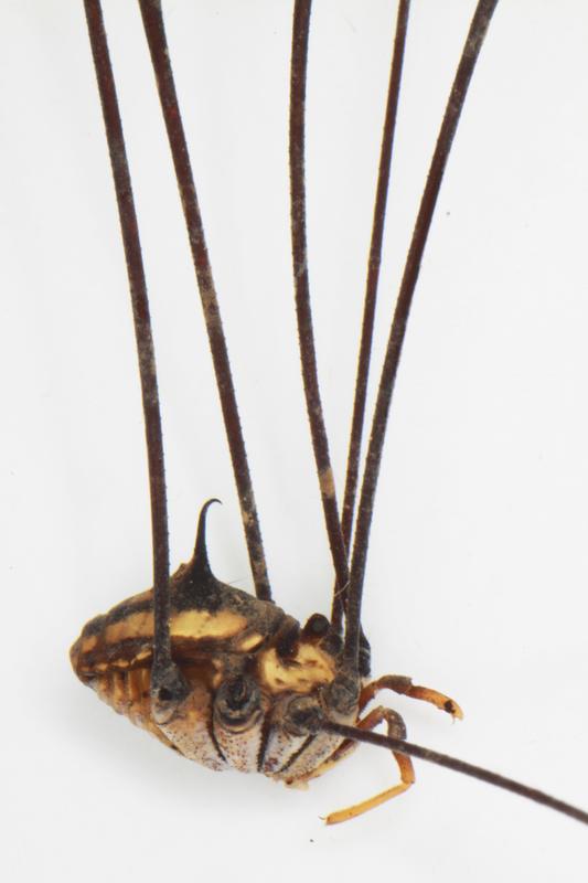 Keinen Artnamen, aber dennoch in großer Gesellschaft – der Weberknecht ist nur einer von vielen großwüchsigen Gliederfüßern in Laos. 