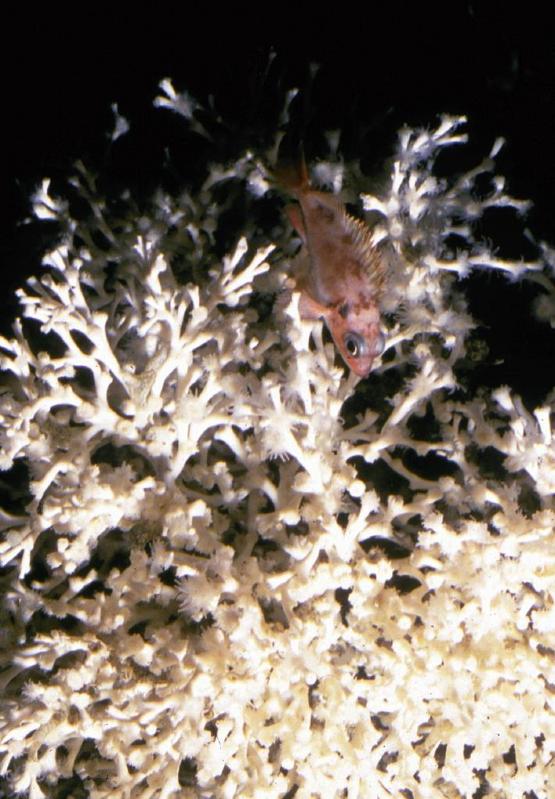 Kaltwasserkorallen: Rückzugsraum für Jungfische