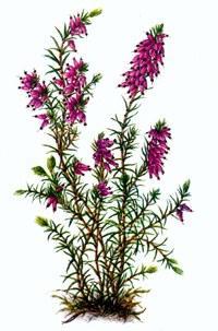 Schneeheide (Erica carnea) nach einem Aquarell von Helmut Schwerd.