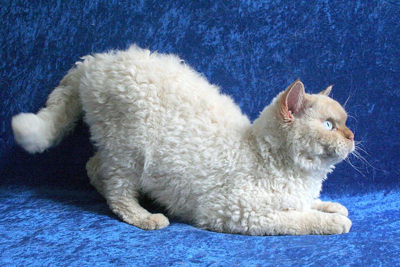 Katze der Rasse Selkirk Rex 