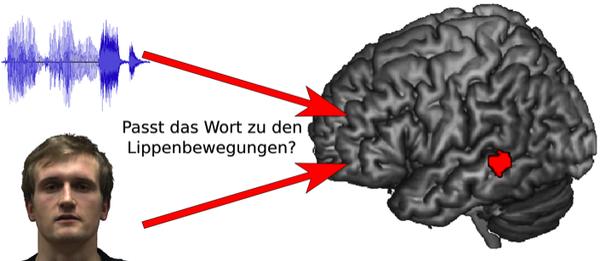 Ein Areal im linken Sulcus temporalis superior (STS) reagierte mit erhöhter Aktivität, wenn beim Lippenlesen die Mundbewegung nicht mit erwarteten Wörtern zusammenpasste.