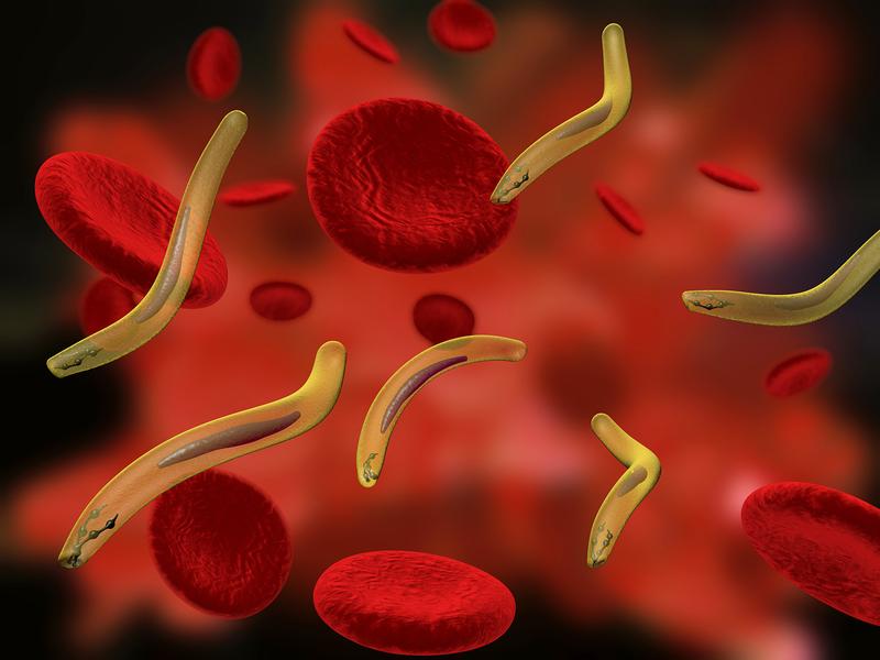 Malaria-Erreger im menschlichen Blut im Sporozoiten-Stadium. Der experimentelle Impfstoff stimuliert eine Immunabwehr gegen dieses Stadium.