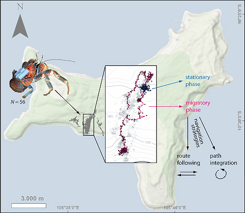 Die Karte von Christmas Island zeigt in der linken Box eine Punktwolke mit allen in der Studie aufgezeichneten GPS Positio-nen von 56 Tieren. In der größeren Box ist der Pfad eines einzelnen Tieres herausgehoben. Stationäre Phasen und solche mit längeren Wanderungen („migratory phase“) wechseln sich ab. Ganz links ist ein Palmendieb mit aufgeklebtem GPS-Empfänger zu sehen.