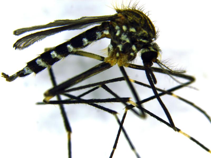 Aedes japonicus japonicus