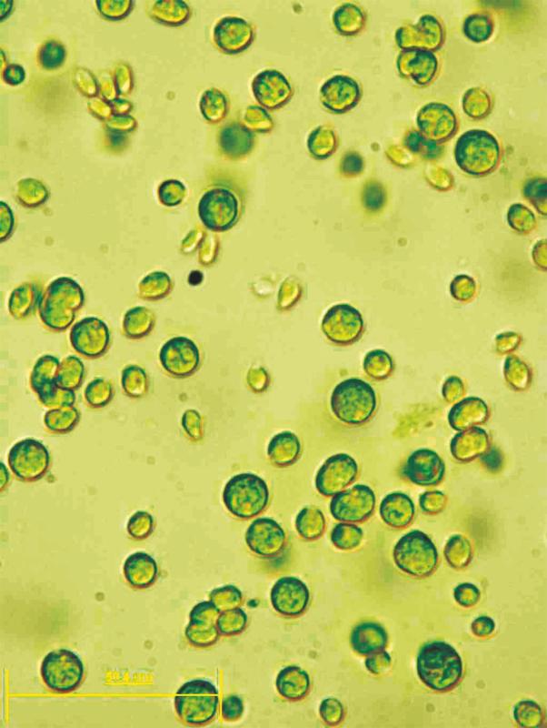 Die Alge Chlamydomonas reinhardtii ist ein Einzeller - kann aber etwas, das andere Pflanzen nicht können, wie Biologen der Universität Bielefeld nachgewiesen haben.
