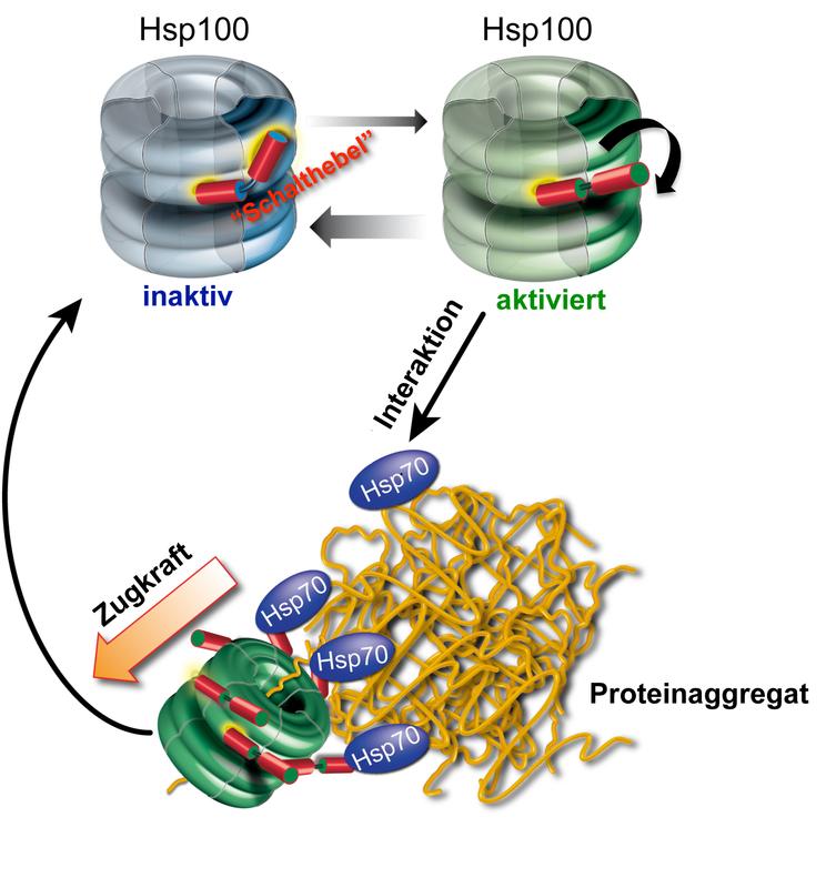 Mechanism of protein aggregate dissolution through Hsp70/Hsp100 cooperation. The ring-shaped Hsp100 has two structural states, one inactive and the other activated. A molecular switch keeps the Hsp100 chaperone in the inactive state. Hsp70 causes the switch to flip, thereby activating the Hsp100 chaperone. In this state it can pull protein strands out of the aggregate. The activation of Hsp100 is not permanent, with the chaperone reverting to the inactive state after the aggregate has dissolved. 