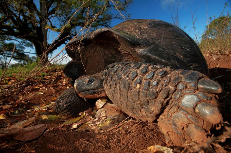 Trotz ihrer schwerfälligen Fortbewegungsweise können Galapagos-Riesenschildkröten weite Strecken zurücklegen. 