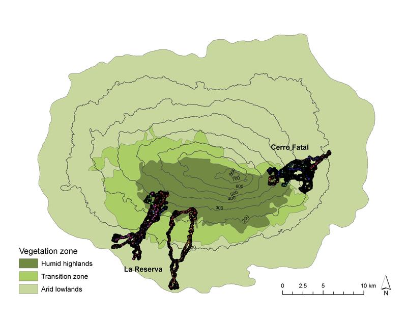 Galapagos-Riesenschildkröten wandern gewöhnlich geradewegs die Abhänge der Insel hinauf und hinunter. Die Wanderrouten sind bis zu zehn Kilometer lang und führen die Tiere manchmal bis auf Meereshöhe.