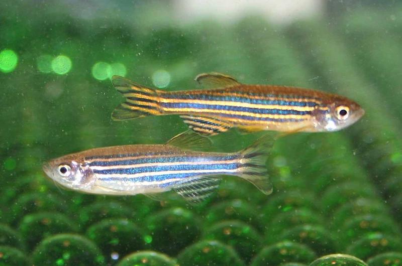 Zwei Zebrafische mit unterschiedlicher Färbung im Vergleich: Der obere trägt die Färbung zum Zeitraum des Ablaichens.